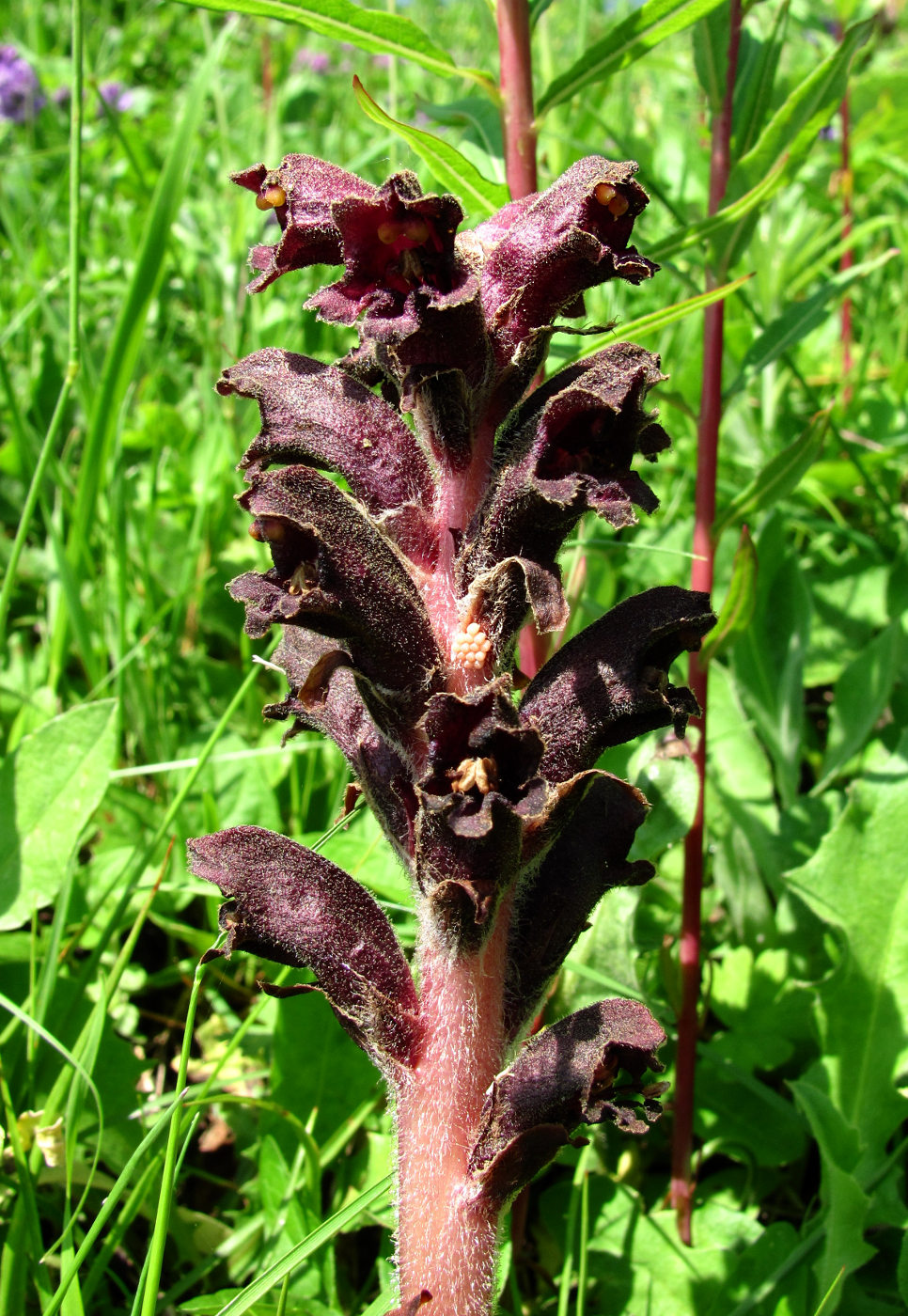 Image of Orobanche gamosepala specimen.