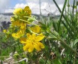 Potentilla crantzii. Верхушка побега с соцветием. Адыгея, Кавказский биосферный заповедник, хр. Каменное Море, ≈ 2000 м н.у.м., субальпийский луг. 13.06.2015.