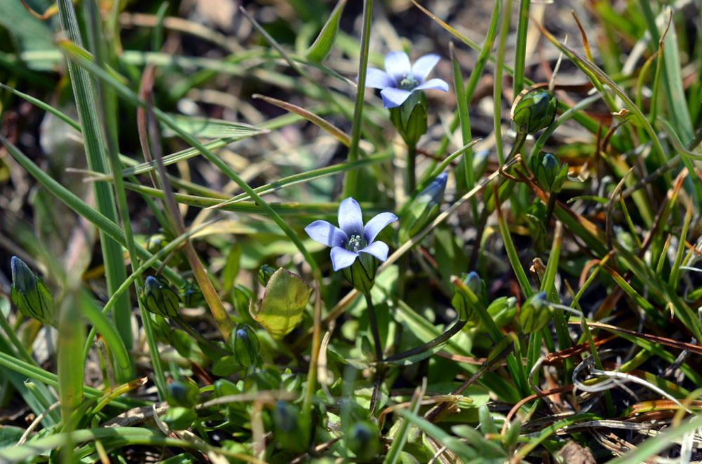 Image of Gentianella azurea specimen.