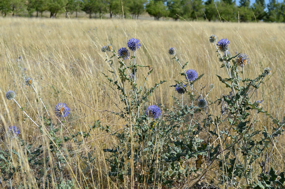 Image of Echinops albicaulis specimen.