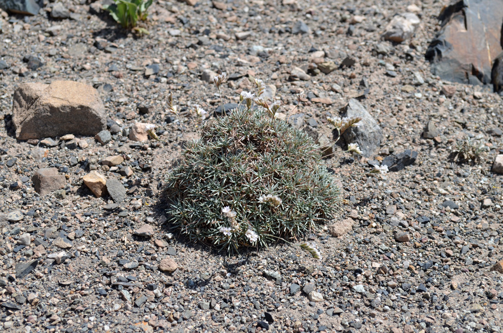 Image of Acantholimon pamiricum specimen.