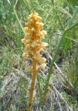 Orobanche alsatica