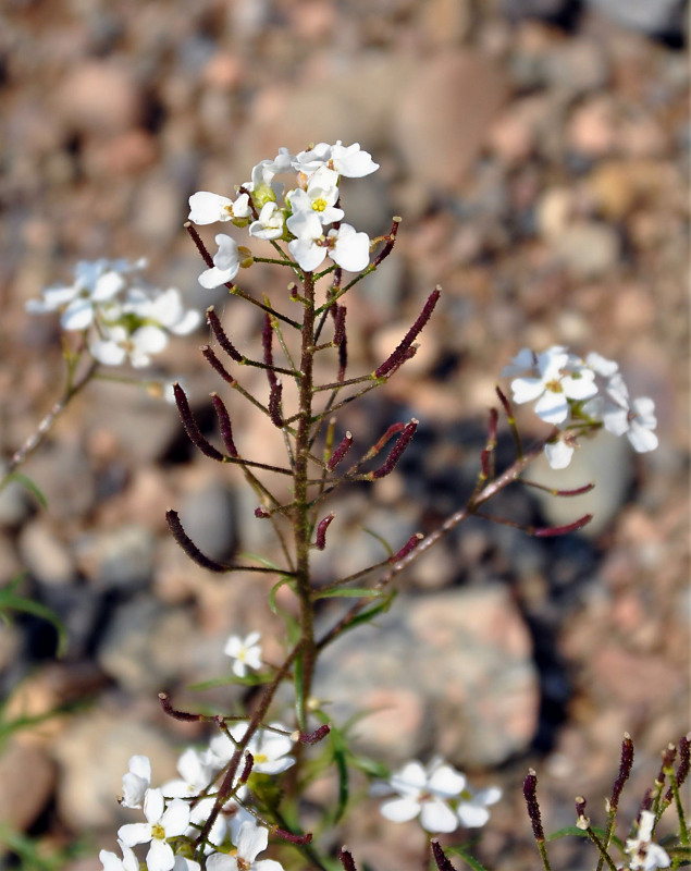 Image of Dontostemon pinnatifidus specimen.