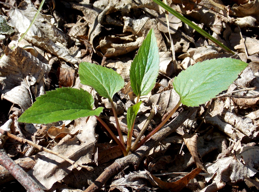 Image of Campanula rapunculoides specimen.