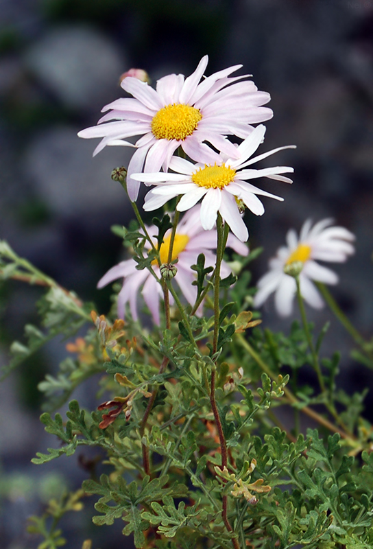 Изображение особи Chrysanthemum sinuatum.