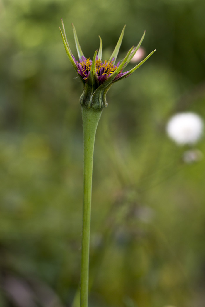 Изображение особи Tragopogon australis.