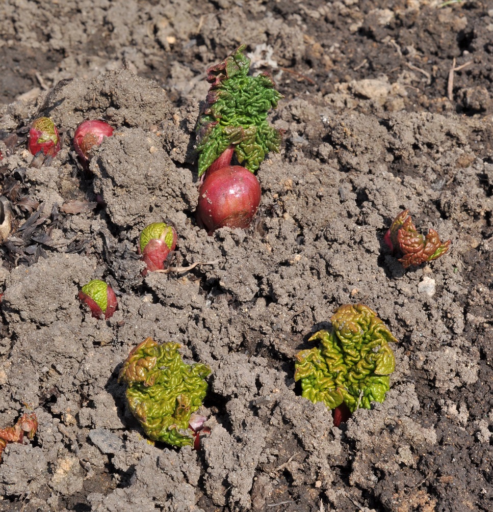 Изображение особи Rheum rhabarbarum.