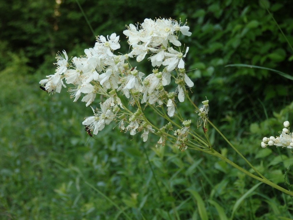 Image of Filipendula vulgaris specimen.