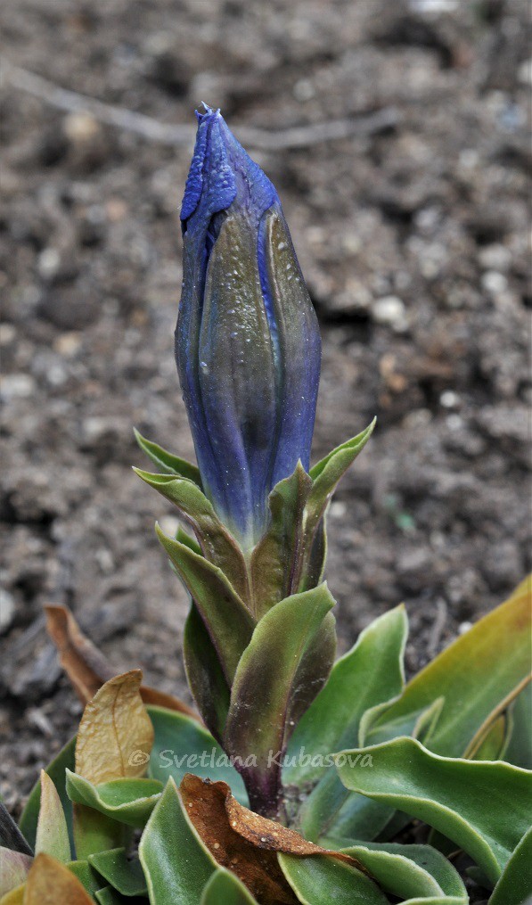 Image of Gentiana dinarica specimen.