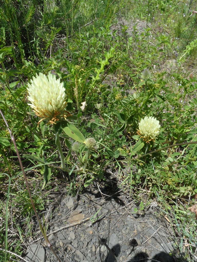 Изображение особи Trifolium trichocephalum.