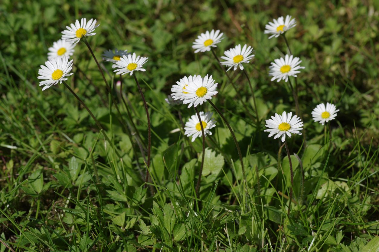 Image of Bellis perennis specimen.