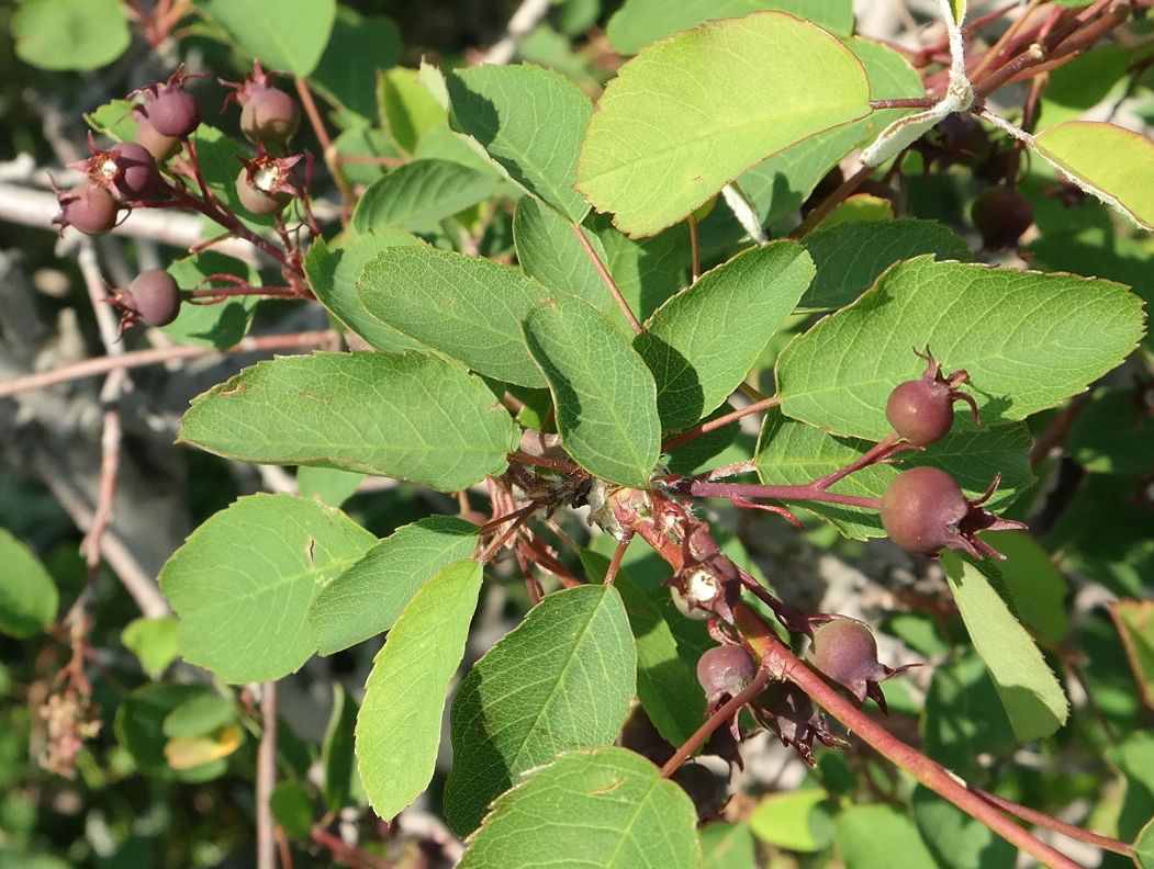 Изображение особи Amelanchier ovalis.