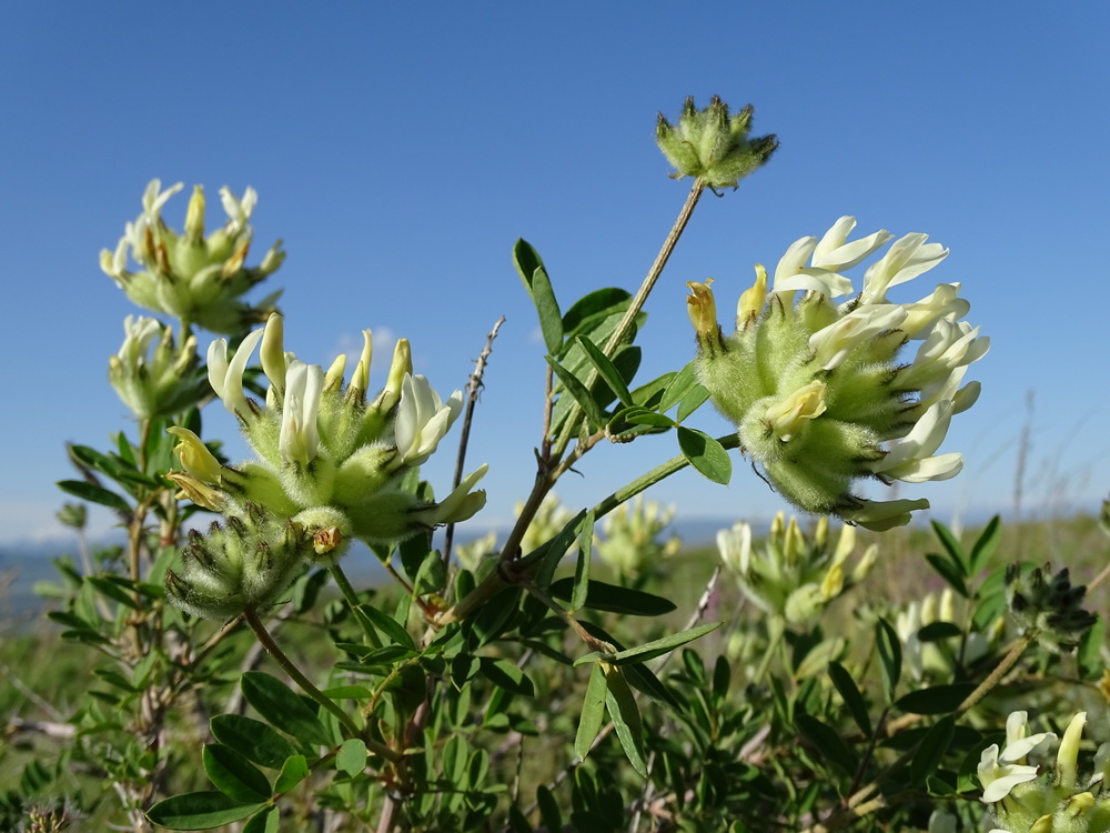 Image of Astragalus xanthotrichos specimen.