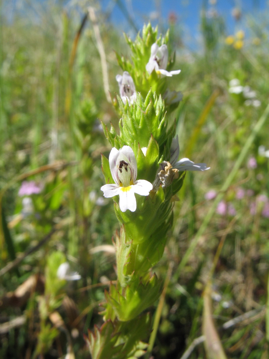 Image of Euphrasia karataviensis specimen.