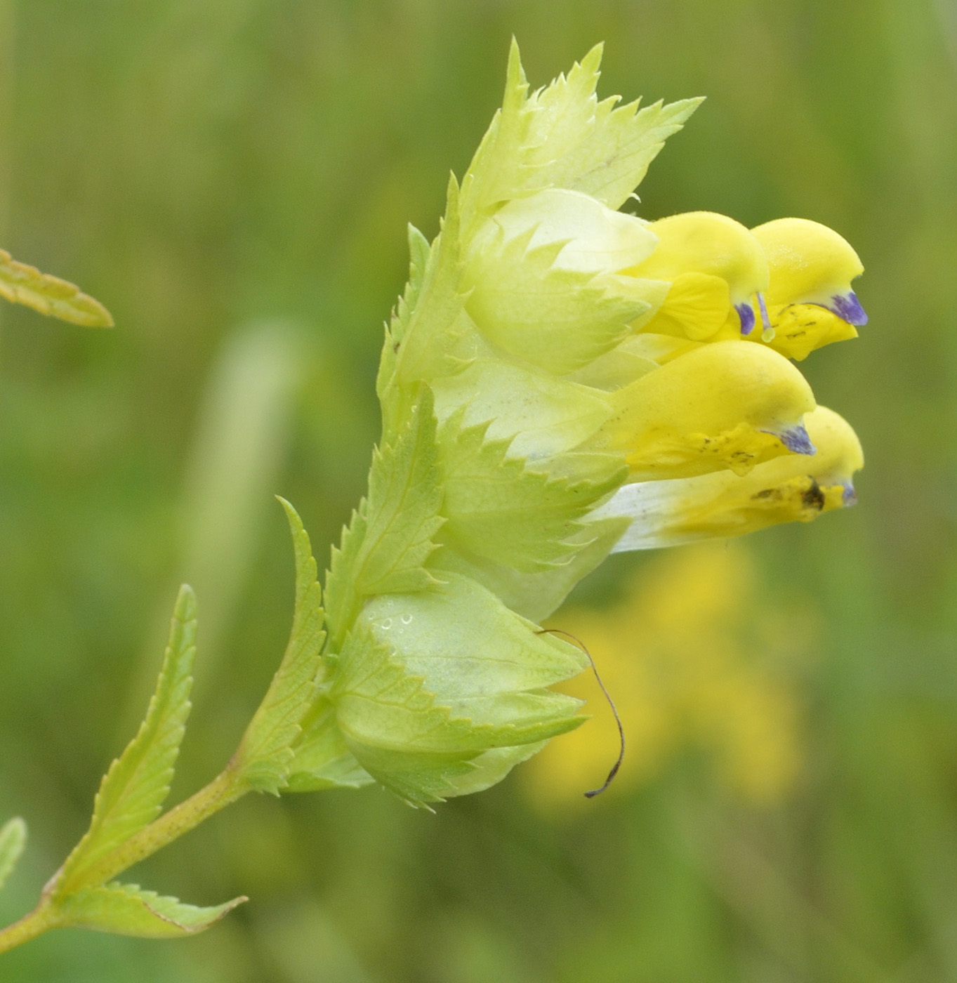 Изображение особи Rhinanthus aestivalis.