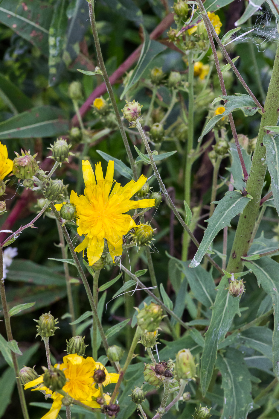 Image of Hieracium umbellatum specimen.