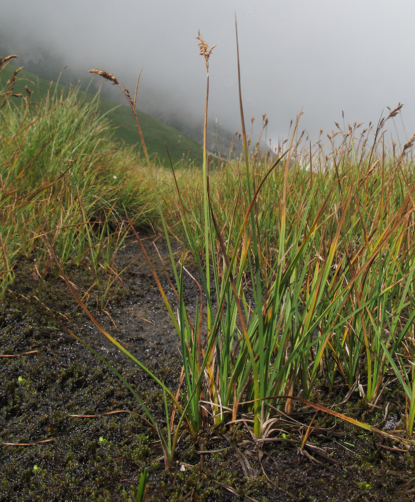 Изображение особи Carex transcaucasica.