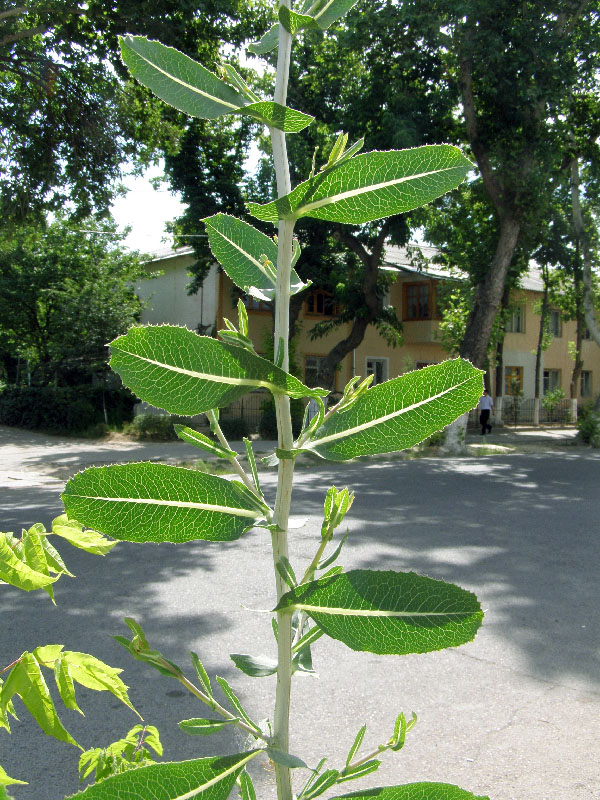 Image of Lactuca serriola specimen.