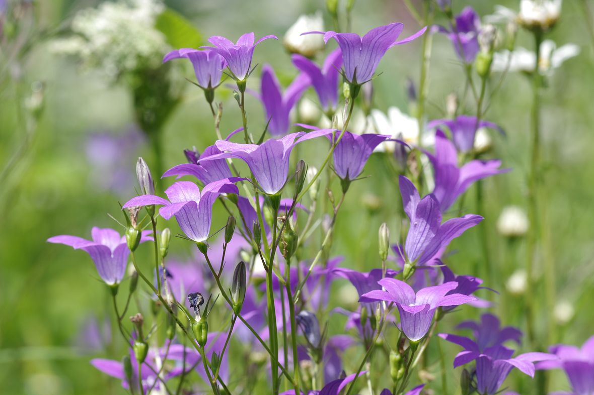 Image of Campanula patula specimen.