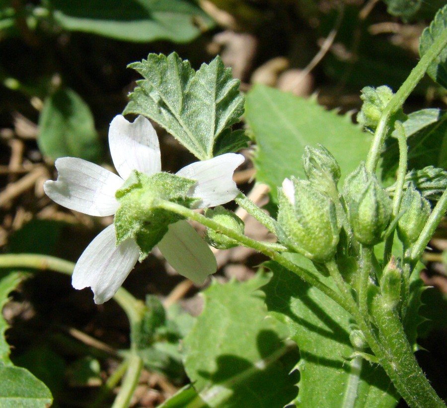 Image of Malva neglecta specimen.