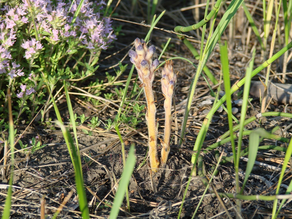 Image of Orobanche coerulescens specimen.