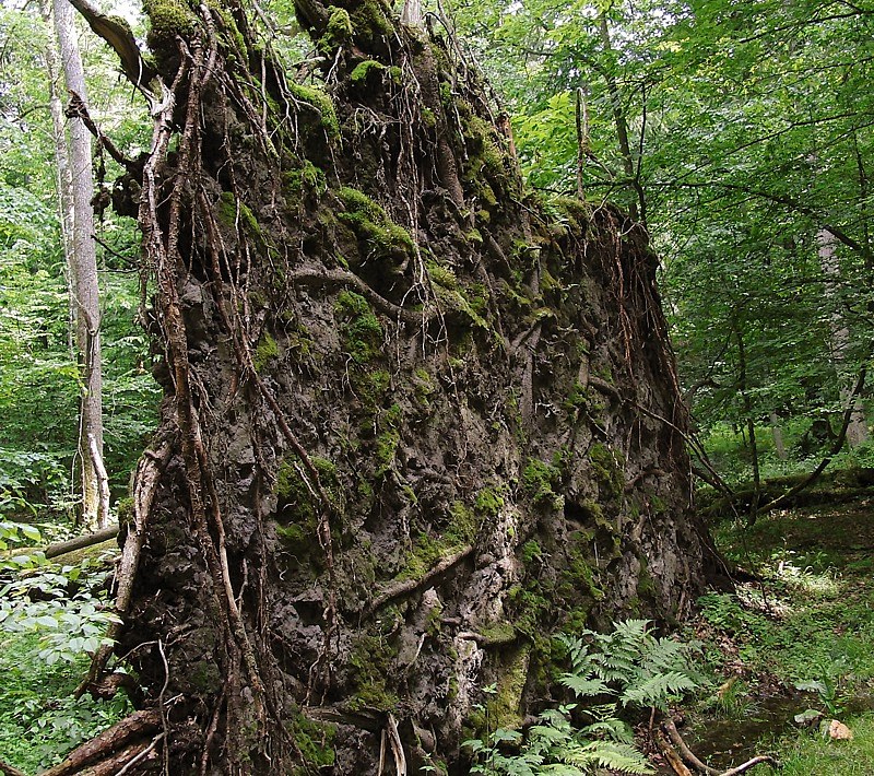 Image of Picea abies specimen.