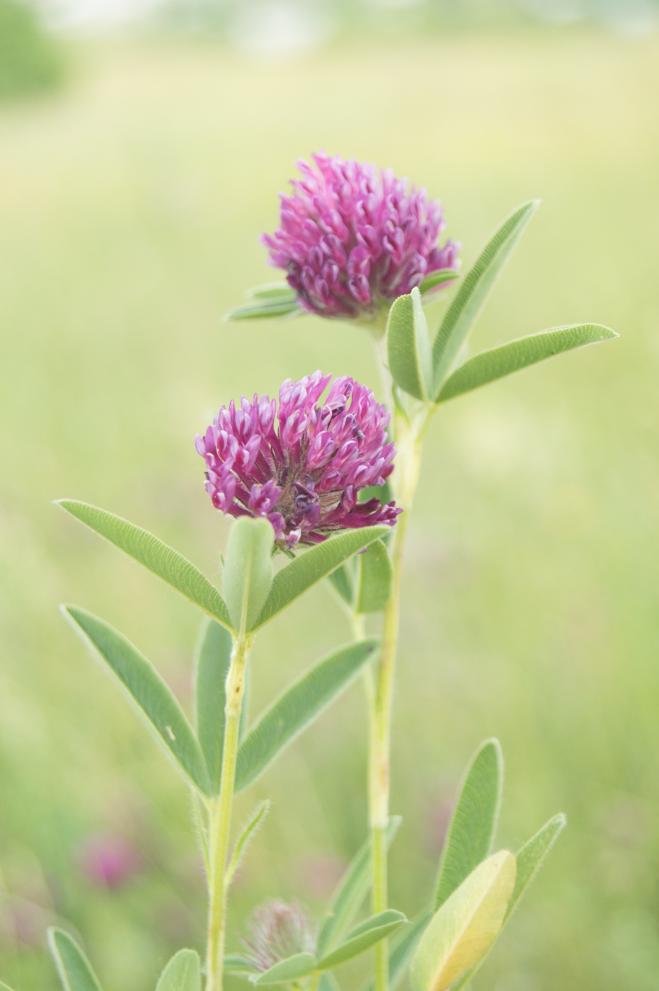 Изображение особи Trifolium alpestre.