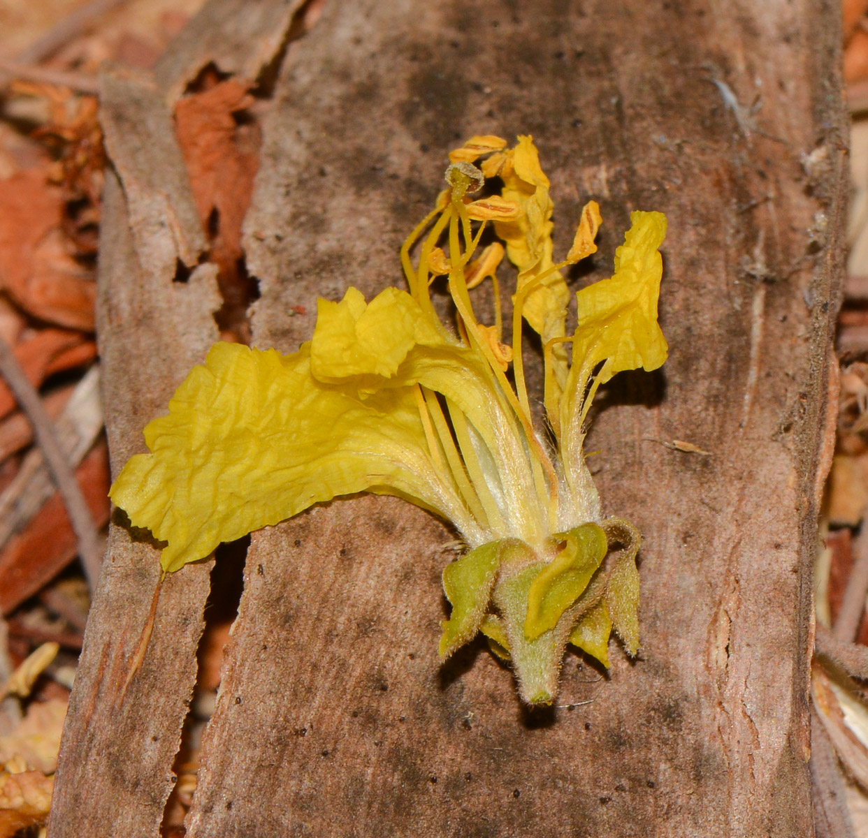 Image of Peltophorum africanum specimen.