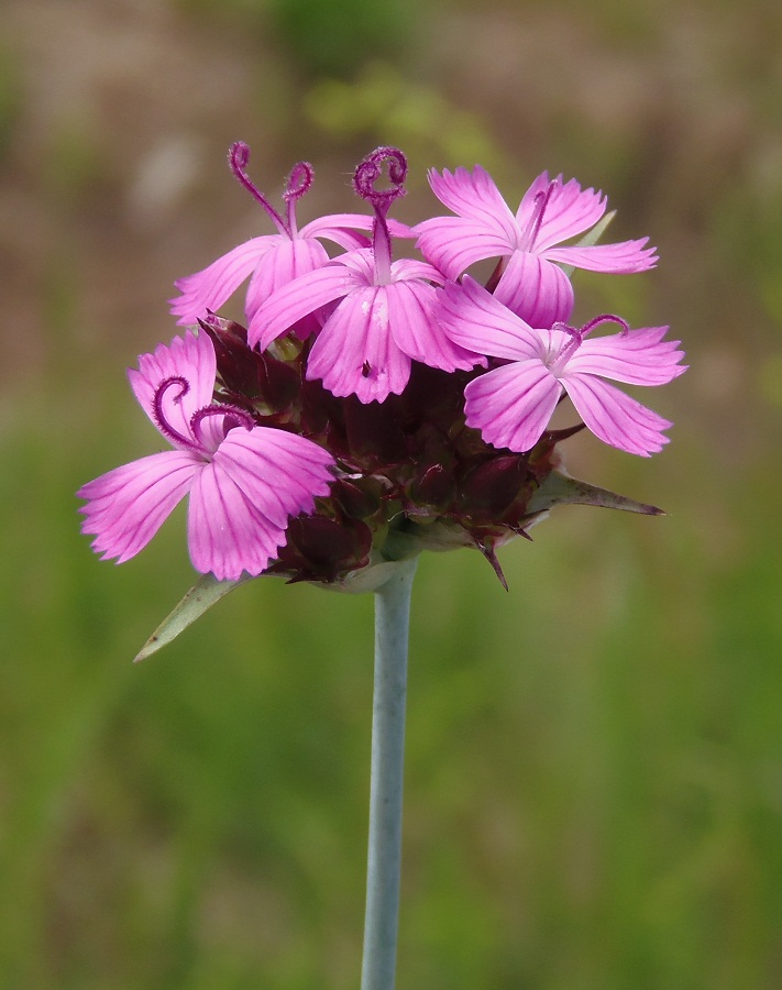 Image of Dianthus andrzejowskianus specimen.