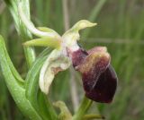 Ophrys mammosa. Цветок. Крым, Ленинский р-н, окр. г. Щелкино, луг-пастбище на умеренно засоленных песках. 7 мая 2017 г.