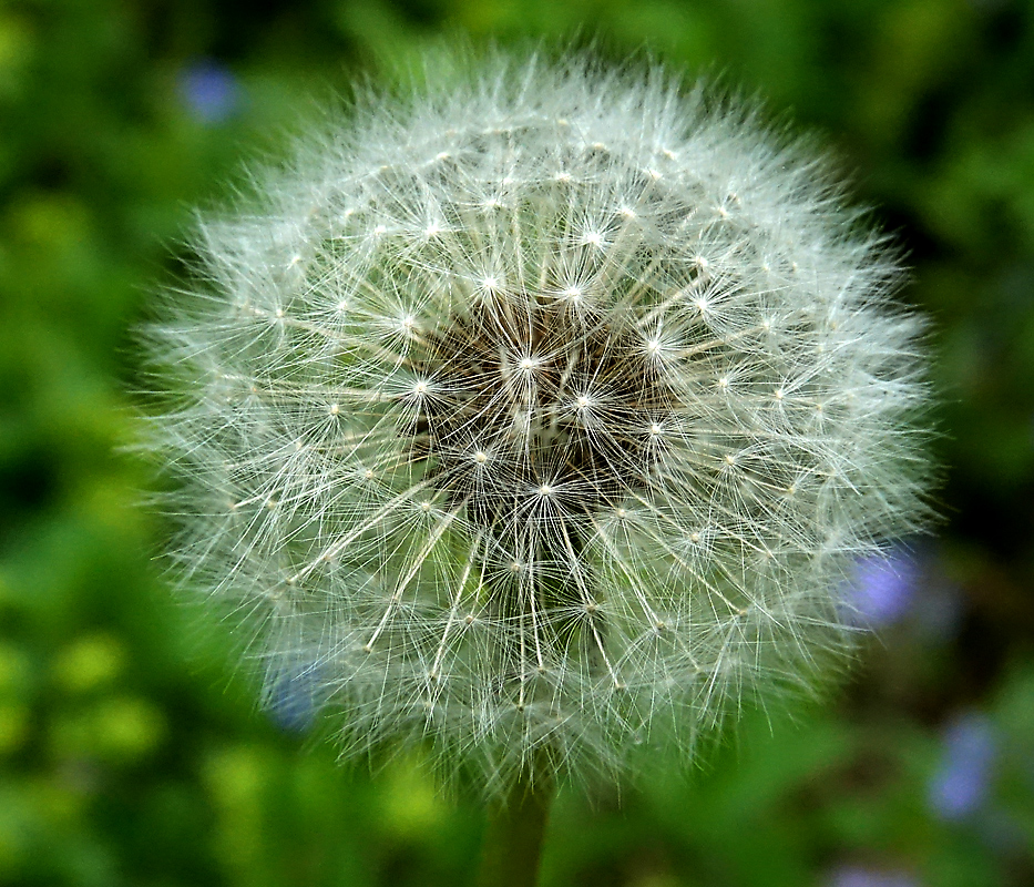 Image of Taraxacum officinale specimen.