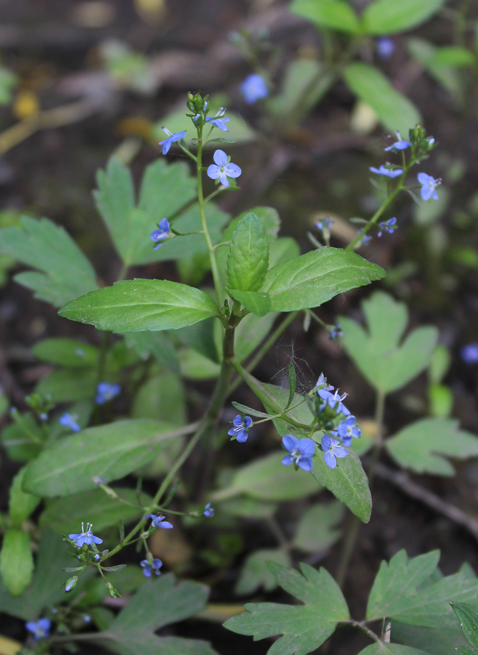 Image of Veronica beccabunga specimen.