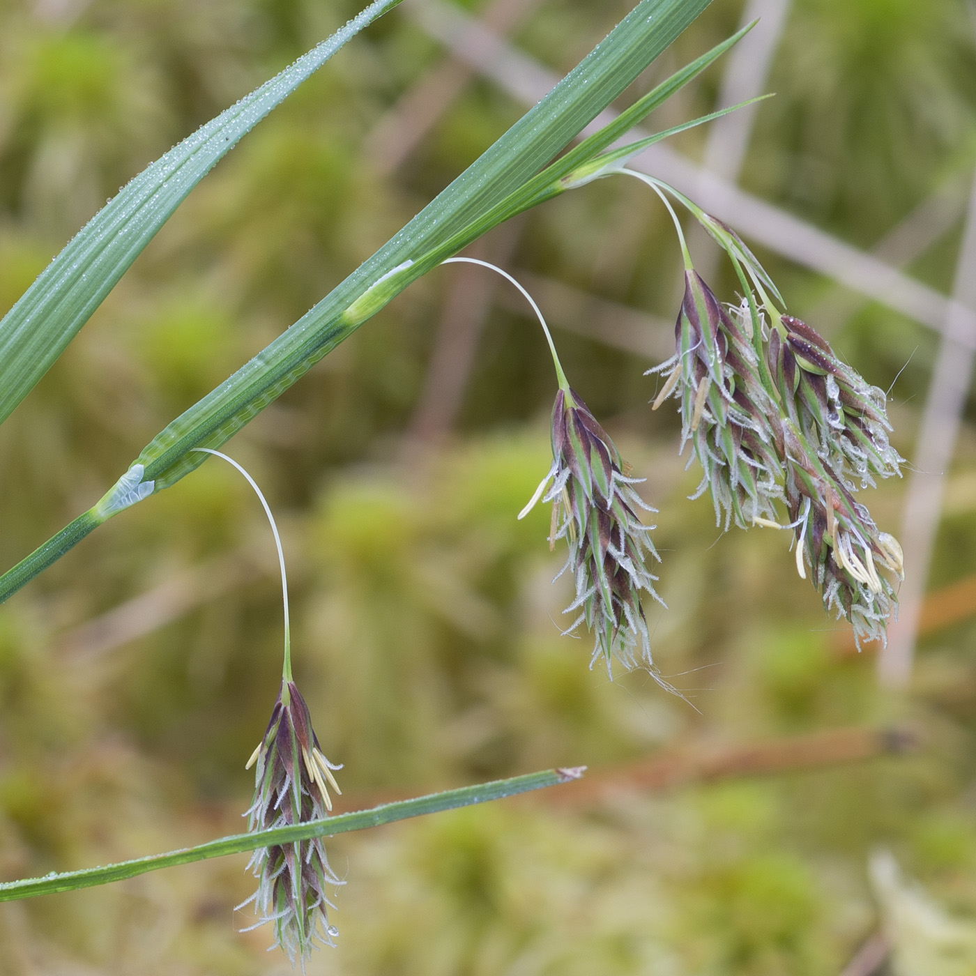 Image of Carex paupercula specimen.