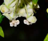 Gomphocarpus physocarpus. Цветки. Израиль, впадина Мёртвого моря, киббуц Эйн-Геди. 26.04.2017.