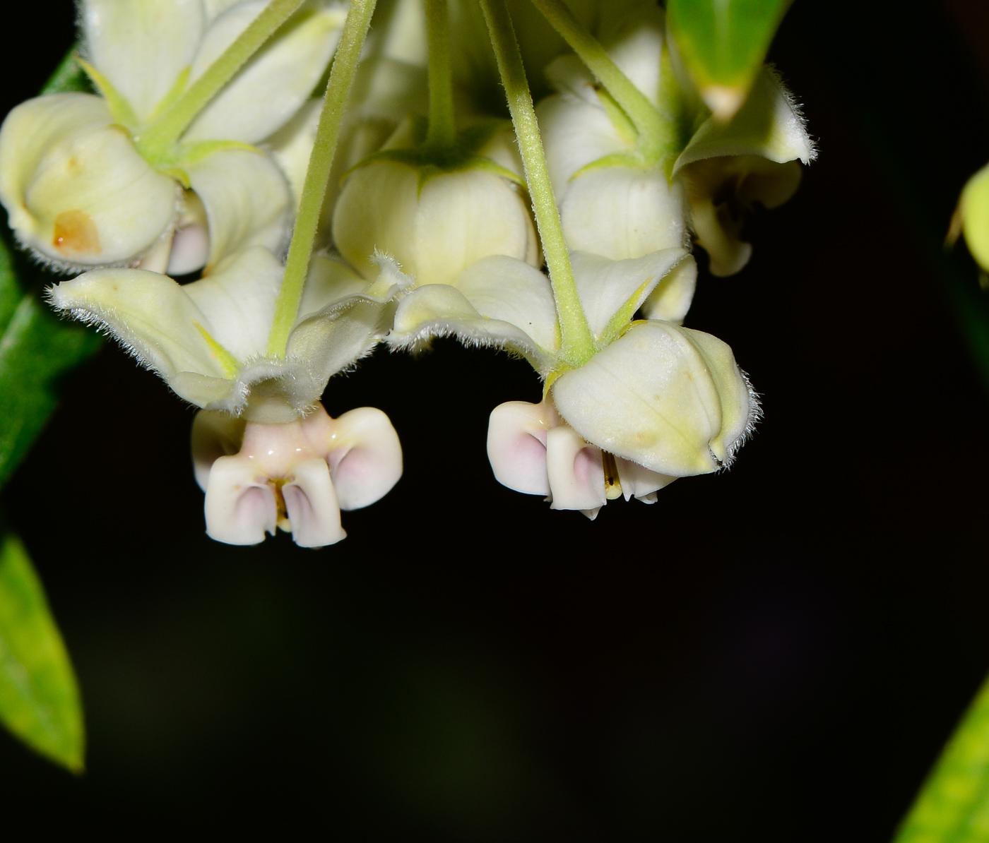 Image of Gomphocarpus physocarpus specimen.