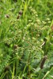 Filipendula vulgaris