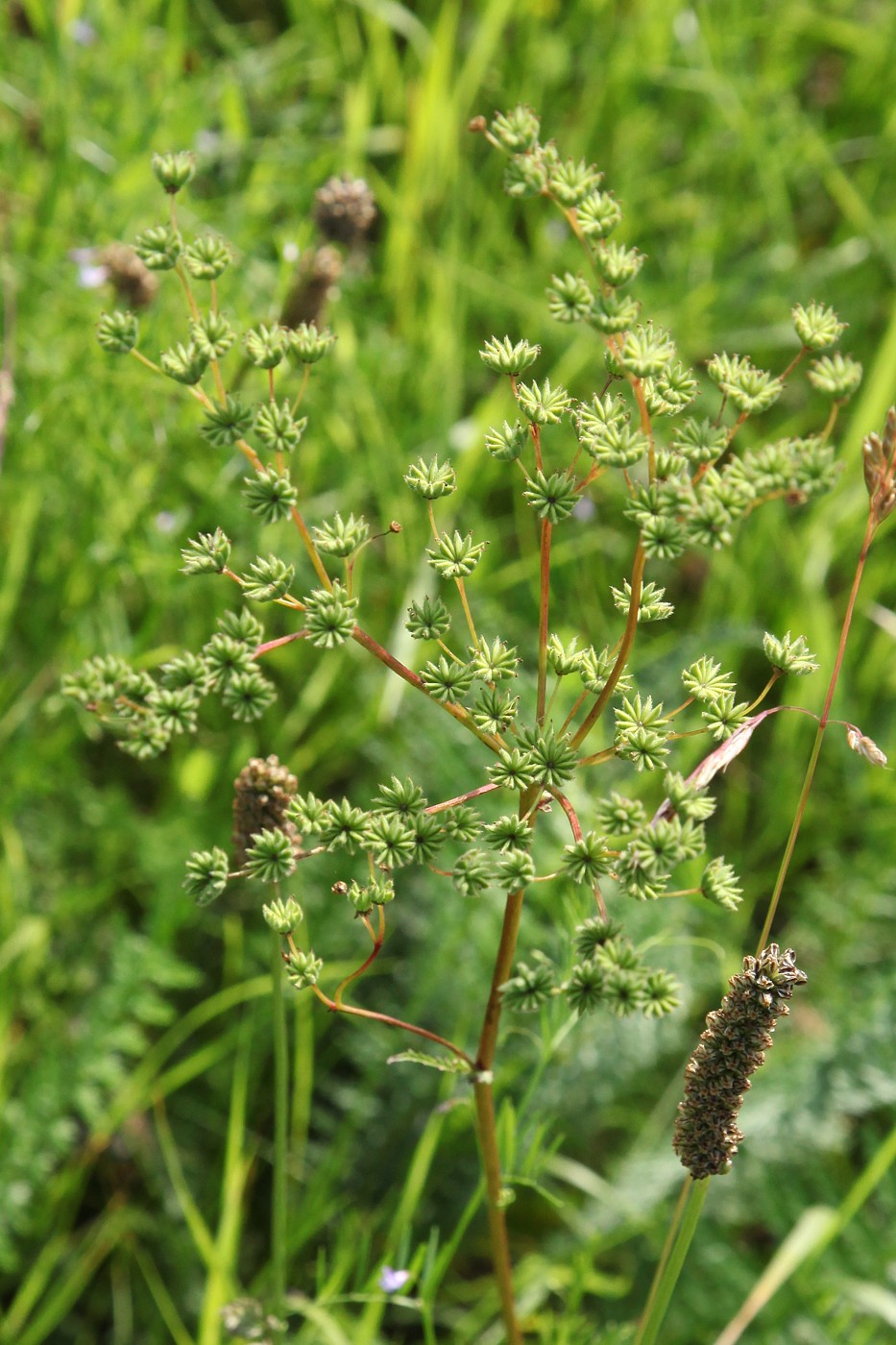 Image of Filipendula vulgaris specimen.