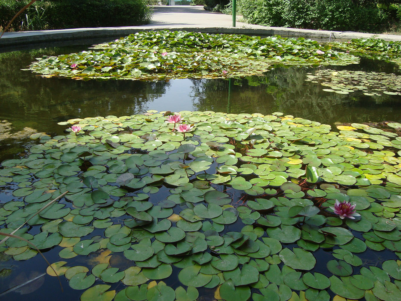 Image of genus Nymphaea specimen.