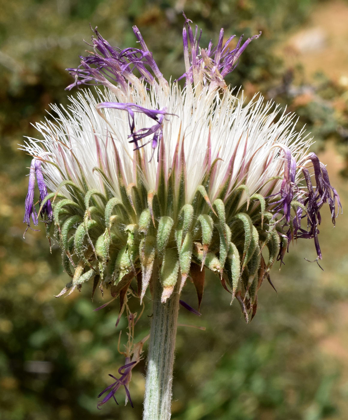 Image of Jurinea maxima specimen.