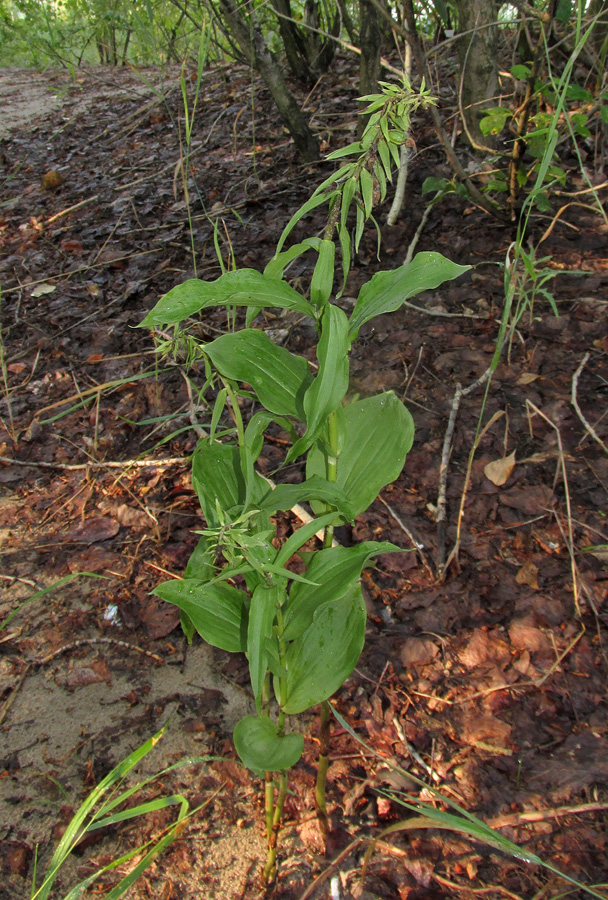 Image of Epipactis helleborine specimen.