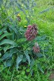 Veltheimia capensis