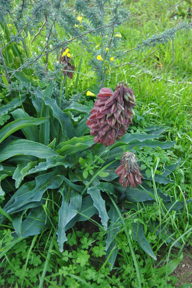 Изображение особи Veltheimia capensis.