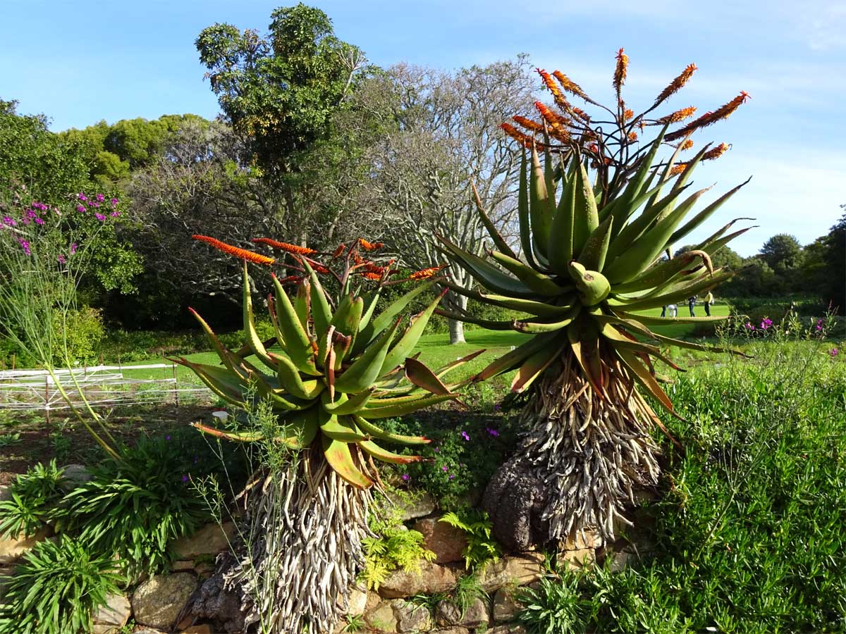 Image of Aloe marlothii specimen.