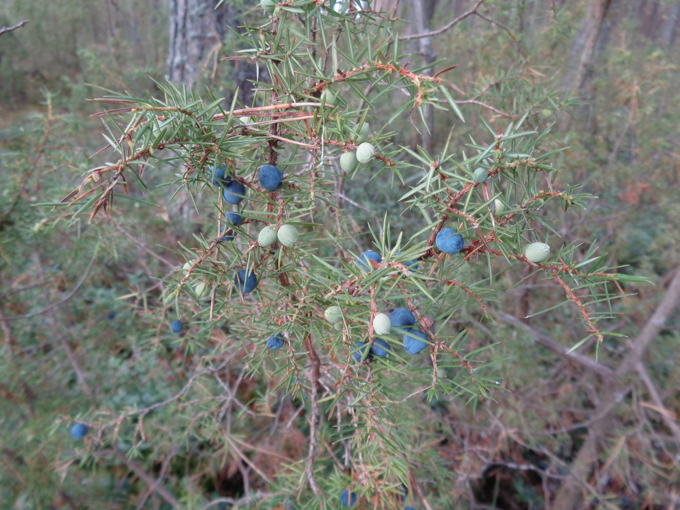 Image of Juniperus communis specimen.