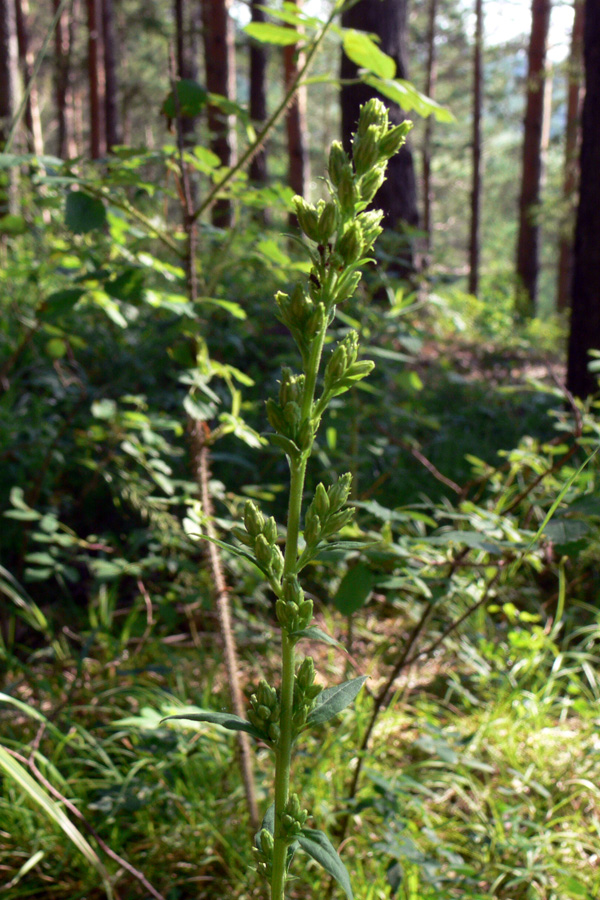 Изображение особи Solidago virgaurea.