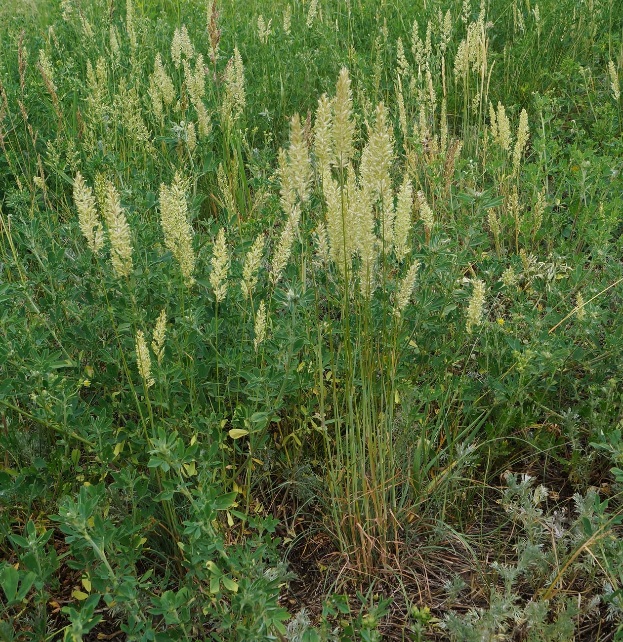 Image of genus Koeleria specimen.