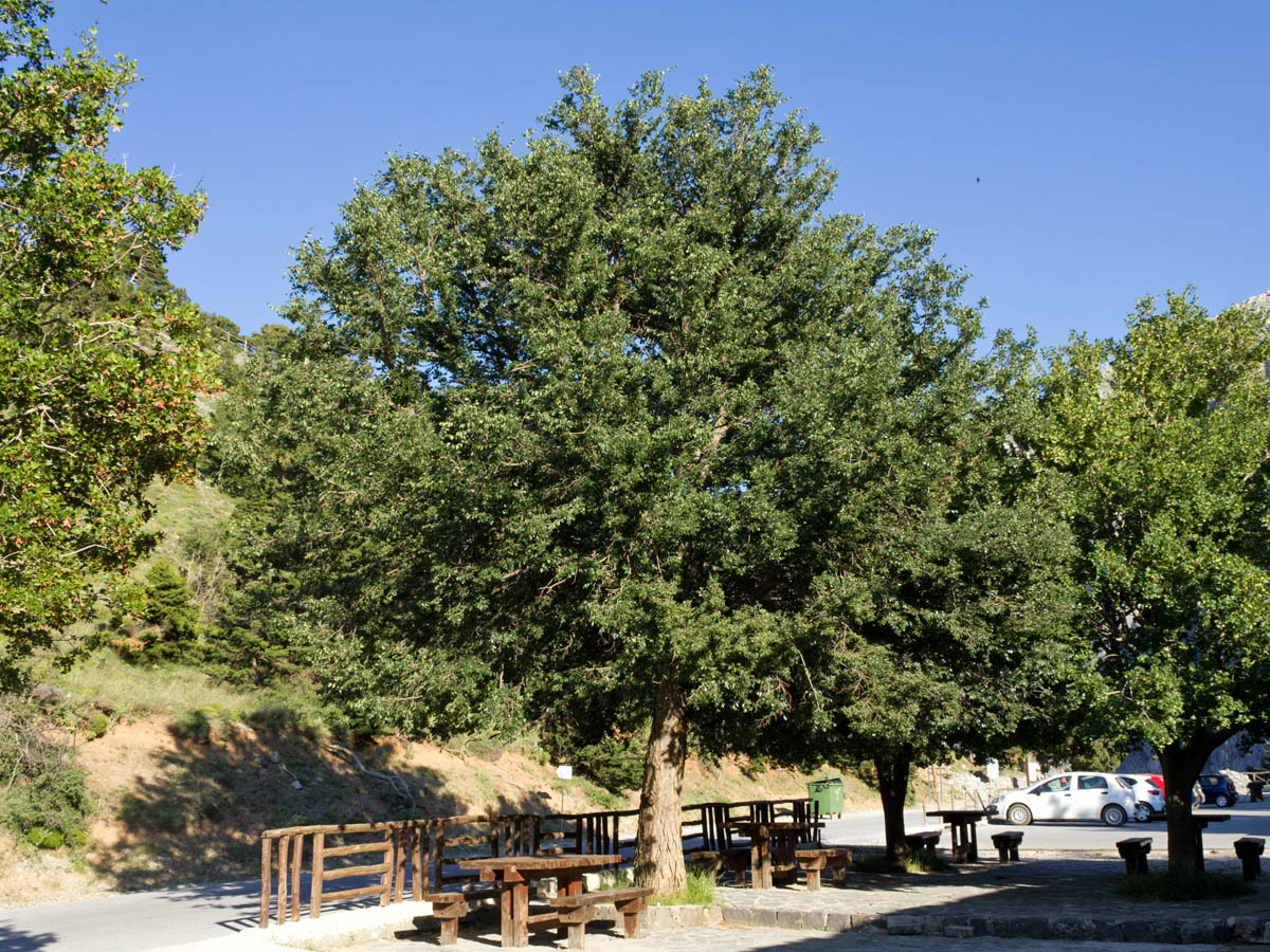 Image of Zelkova abelicea specimen.