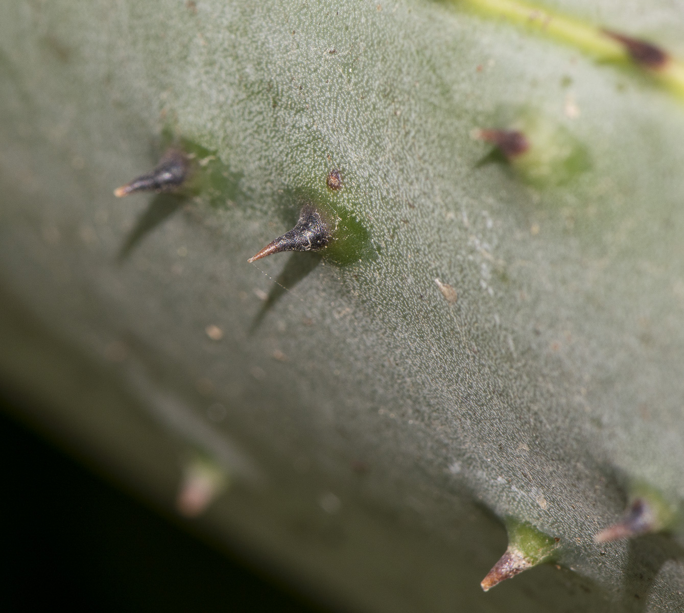 Image of Aloe marlothii specimen.