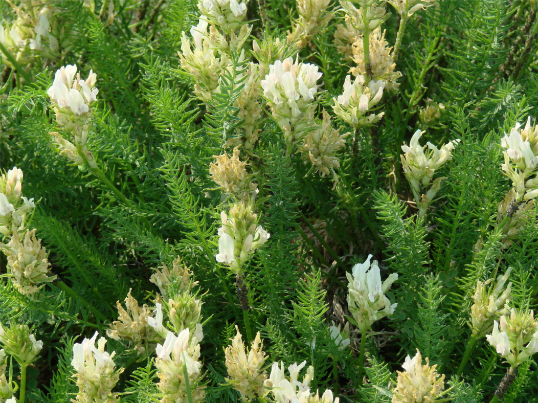 Image of Oxytropis muricata specimen.