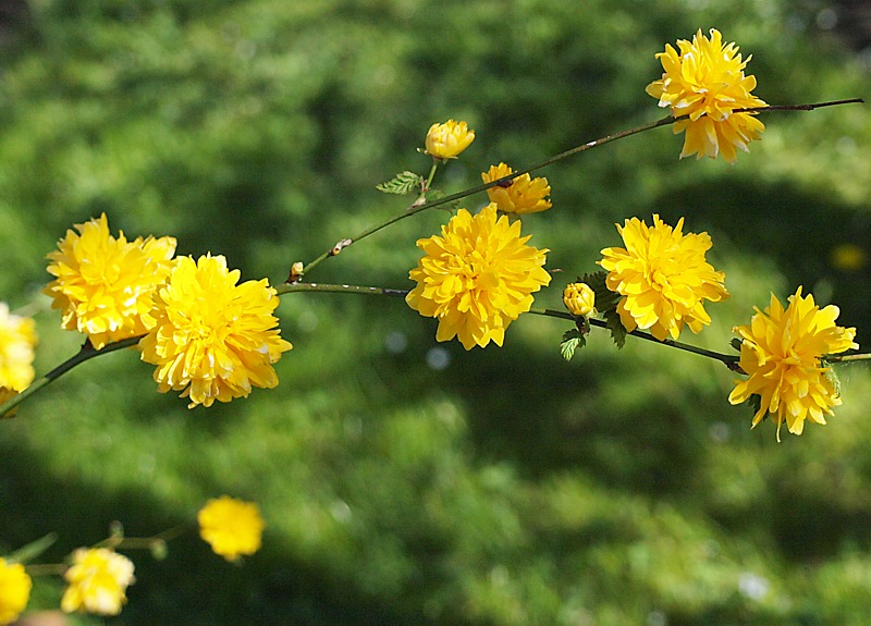 Image of Kerria japonica var. pleniflora specimen.